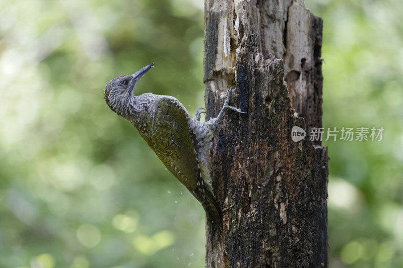 幼欧洲绿啄木鸟(Picus viridis)